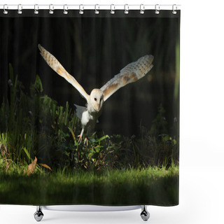 Personality  Barn Owl In Flight Shower Curtains