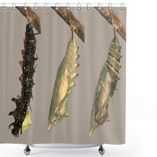 Personality  Metamorphosis Of Beautiful Peacock Butterfly Shower Curtains