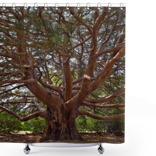Personality  Big Pine Tree. Shower Curtains