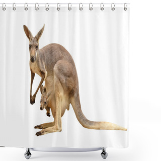 Personality  Kangaroo Isolated Shower Curtains