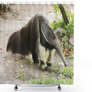 Personality  Giant Ant Eater Walking  Shower Curtains