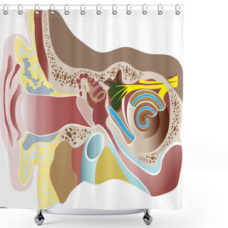 Personality  Vector Illustration Of Human Ear. Section Shower Curtains