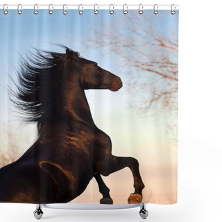 Personality  Black Stallion Rearing Up Shower Curtains