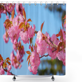 Personality  Branch In Pink Cherry Blossom. Asian Floral Background Shower Curtains