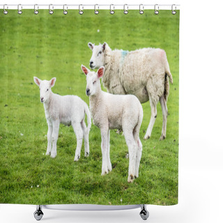 Personality  Sweet Lambs Dwelling In The Green Beautiful Scottish Field Shower Curtains