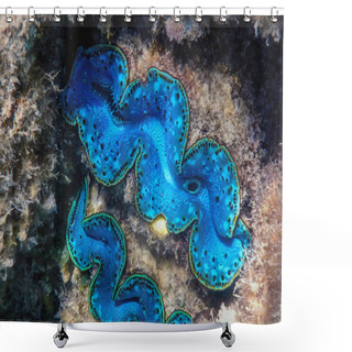 Personality  Maxima Clam (Tridacna Maxima) Underwater, Marine Life Shower Curtains