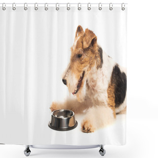 Personality  Curly Fox Terrier Lying Near Bowl With Pet Food Isolated On White Shower Curtains