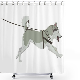 Personality  Husky Dog Running On A Leash. Shower Curtains
