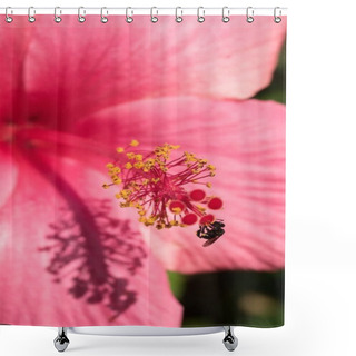 Personality  Close Up Bee Gather Honey On Pink Hibiscus Shower Curtains