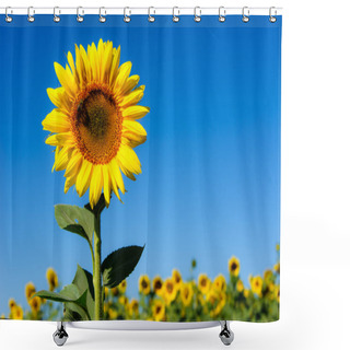Personality  Landscape With Sunflower Shower Curtains