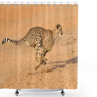 Personality  Cheetah Running, (Acinonyx Jubatus), South Africa Shower Curtains