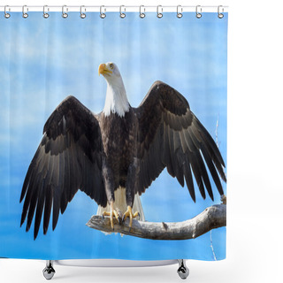 Personality  Bald Eagle Shower Curtains