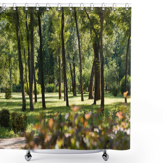 Personality  Selective Focus Of Trees With Green Leaves In Tranquil Park Shower Curtains