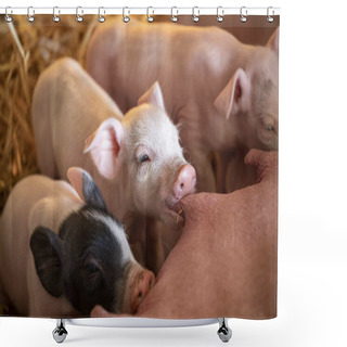 Personality  Cute Pink Piglets Drinking From Mother Pig's Nipple, Teat In Mouth Shower Curtains