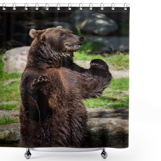 Personality  Brown Bear (Ursus Arctos) Shower Curtains