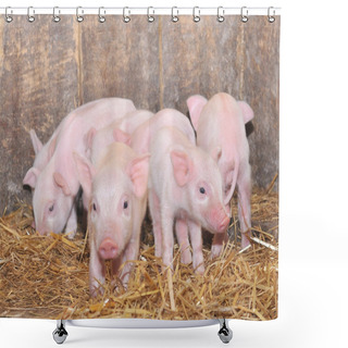 Personality  Piglets Shower Curtains