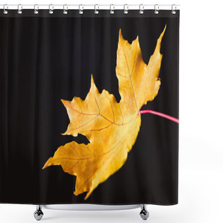 Personality  One Yellow Maple Leaf Isolated On Black, Autumn Background Shower Curtains