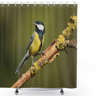 Personality  Single Great Tit Sitting On Tree Branch Shower Curtains