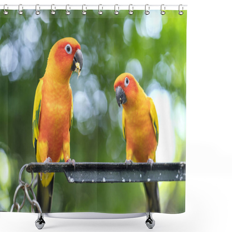 Personality  Lovebird Parrots Sitting Together. This Birds Lives In The Forest And Is Domesticated To Domestic Animals Shower Curtains