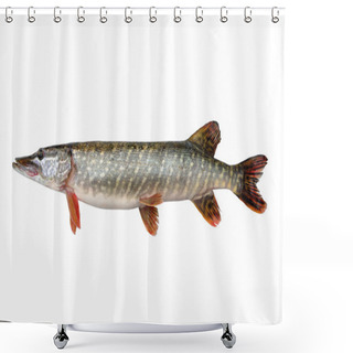 Personality  Common Pike (Esox Lucius L.) Shower Curtains