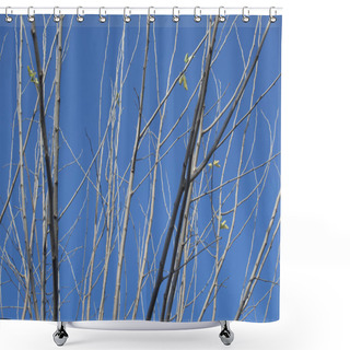 Personality  Tree Branches Against The Blue Sky, Close-up Of The Branches Shower Curtains
