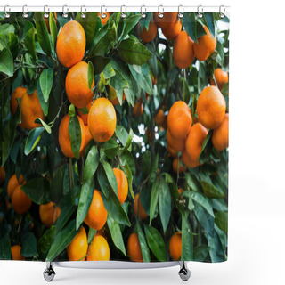 Personality  Fruit Tree With Green Leaves And Tangerine, Mandarin Fruit Shower Curtains