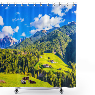 Personality  Farm Cows Resting In The Valley. Dolomites, Val De Funes. Picturesque Mountains Surround The Green Alpine Meadows Of The Valley Shower Curtains