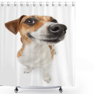 Personality  Cute Small Dog Shower Curtains