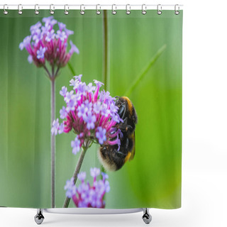 Personality  A Large Earth Bumblebee (Bombus Terrestris) Feeding On A Pretty Verbena (Verbena Bonariensis), Green Background Shower Curtains