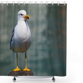 Personality  Lonely Seagull In Venice, Italy Shower Curtains