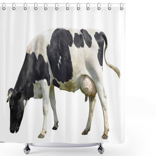Personality  Funny Cute Cow Isolated On White. Talking Black And White Cow. Funny Curious Cow. Farm Animals. Cow, Standing Full-length In Front Of White Background, Pet Cow On White. Shower Curtains