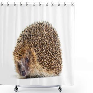 Personality  European Hedgehog Looking At The Camera, Isolated On White Shower Curtains