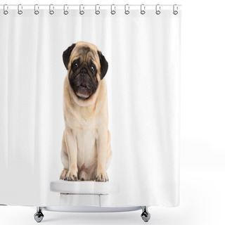 Personality  Cute Little Pug Sitting On Chair Isolated On White Shower Curtains