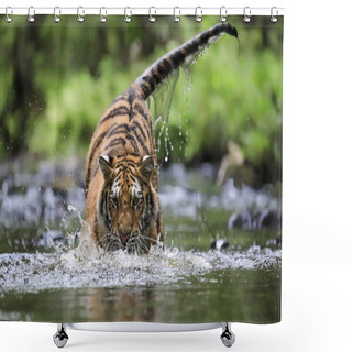 Personality  The Largest Cat In The World, Siberian Tiger, Hunts In A Creek Amid A Green Forest. Top Predator In A Natural Environment. Panthera Tigris Altaica. Shower Curtains