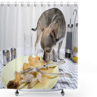 Personality  Chihuahua Looking At Food On Plate At Dinner Table Shower Curtains
