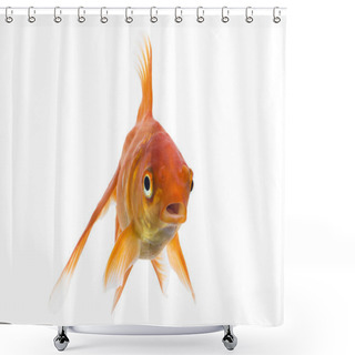 Personality  Single Young Goldfish (Carassius Auratus) In Freshwater Aquarium Isolated On White Background Shower Curtains