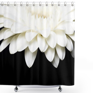 Personality  Cropped Image Of White Gerbera Petals Isolated On Black Shower Curtains