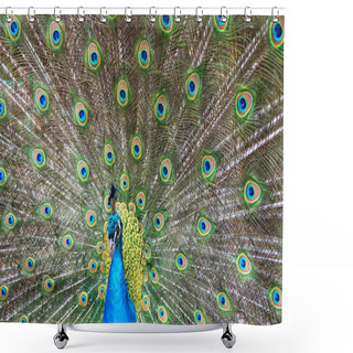 Personality  Very Nice Peacock Bird As Color Animal Shower Curtains