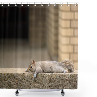 Personality  Squirrel Resting Shower Curtains