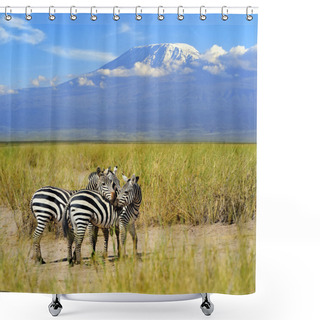 Personality  Zebra On The Background Of Mount Kilimanjaro Shower Curtains