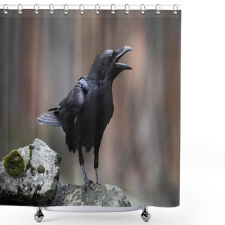 Personality  Raven With Open Beak Shower Curtains