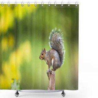 Personality  Eastern Grey Squirrel (Sciurus Carolinensis)  Shower Curtains