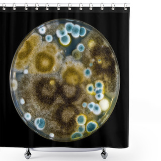 Personality  Petri Dish With Mold Isolated On Black Shower Curtains