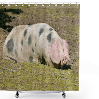 Personality  Sow Of Bayeux Lying On Ground Shower Curtains