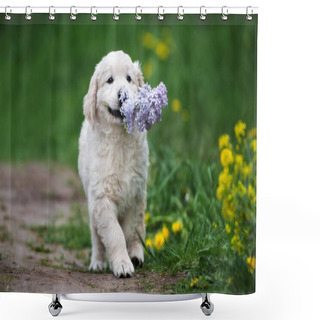 Personality  Golden Retriever Puppy Holding Lilac Flower In Mouth Shower Curtains