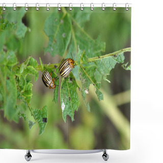 Personality  Adult Insects Of Colorado Potato Beetleo Shower Curtains