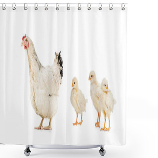 Personality  Three Chickens And Hen Isolated On White Shower Curtains