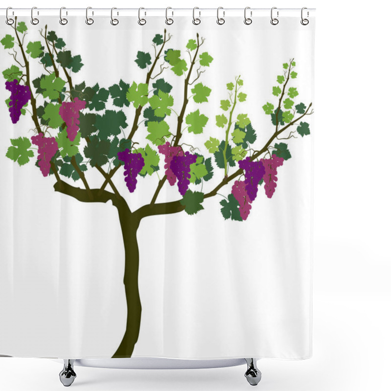 Personality  Harvest Time. Grape Vine Plant With Ripe Bunches Of Grapes And Green Leaves Isolated On White Background Shower Curtains