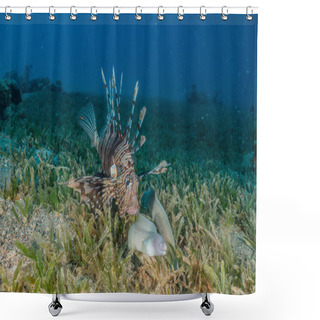 Personality  Lion Fish In The Red Sea Colorful Fish, Eilat Israel Shower Curtains