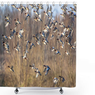 Personality  Flock Of Eurasian Wigeon (Anas Penelope) In Flight Shower Curtains